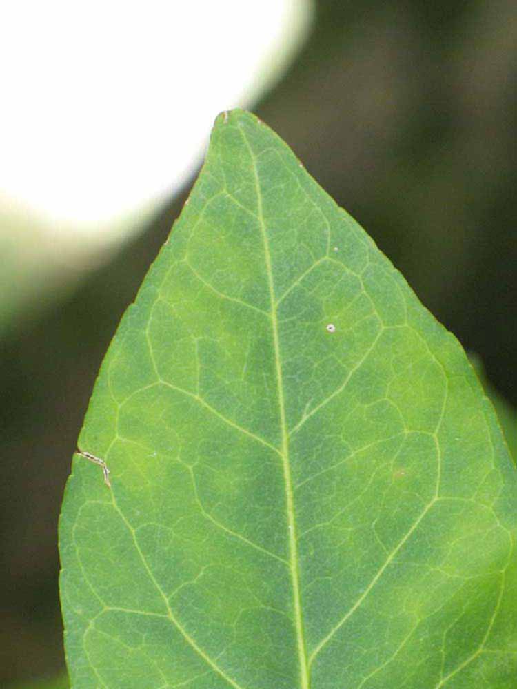             Margin (Nigerian Powder Flask, Winter Haven, FL)   